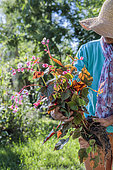 Woman holding a clump of Begonia (Begonia grandis evansiana) for transplanting, in summer.