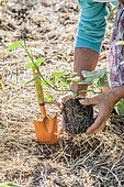 Woman planting a 'Beauregard' sweet potato plant, in a mulched vegetable garden.