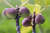 Fruits of the 'Panache Reverse' fig, a mutation of the panache fig, whose fruits retain striations.