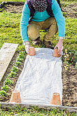 Man protecting a spring seedling with a forcing veil. Wedging with upturned pots.