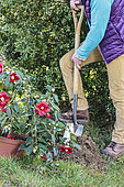 Man planting a Japanese camellia (Camellia japonica x reticulata) in bloom in late winter