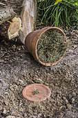 Bumblebee shelter: buried pot filled with dry hay, providing a favourable site for the species that frequent the garden. There is another shelter ready to be set up next door.
