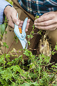Man cutting the deflowered stems of a perennial geranium.