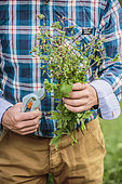 Man holding pruning shears and perennial geranium stems, after cleaning up a garden bed.