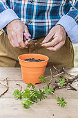 Cutting a Bloody Cranesbill (Geranium sanguineum) using root cuttings: cut the roots into sections.