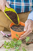 Cutting a Bloody Cranesbill (Geranium sanguineum) by root cuttings: cover the root sections.
