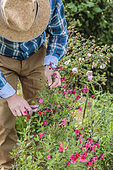 Man cutting stems of small leaf sage (Salvia microphylla) 'Pink Blush', for pruning and making cuttings.