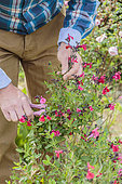 Man cutting stems of small leaf sage (Salvia microphylla) 'Pink Blush', for pruning and making cuttings.