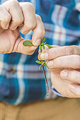 Cutting a small-leaved sage (Salvia microphylla) 'Pink Blush'. Step by step, Step 3 of 4: Remove the leaves from the base and the large leaves from the top.