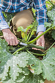 Man harvesting courgettes in a vegetable patch.