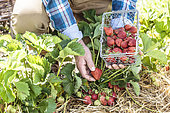 Man harvesting strawberries in a vegetable garden.