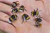Hand holding bumblebees found dead. Depletion syndrome, toxic nectar or neonicotinoid?
