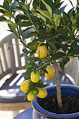 Portrait of the pot-grown limequat 'Eustis', a citrus fruit used like a lemon and easy to grow.