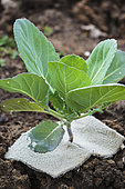 Tip for controlling cabbage flies. A piece of carpet prevents cabbage flies from laying eggs near the stem.