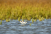 Pied Avocet (Recurvirostra avosetta) feeding, Lake of the Galabert, Camargue, France
