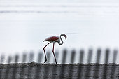 Greater Flamingo (Phoenicopterus ruber roseus) walking, Lake of the Fangassier, Camargue, France