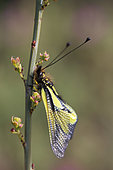 Butterfly-lion (Libelloides coccajus), Gard, France