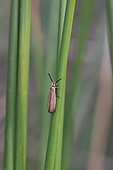 Liverpool feather-horn (Ochsenheimeria taurella) on a rush, Gard, France