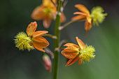 Bulbinella (Bulbinella frutescens) flower, Gard, France