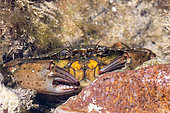 Green crab (Carcinus maenas), Côtes-d'Armor, France