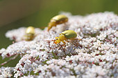Sulphur Beetles (Cteniopus sulphureus) on wild carrot umbel, Côtes-d'Armor, France