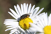 Blow fly (Stomorhina lunata) on Southern daisy (Bellis sylvestris), Gard, France