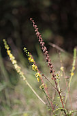 Common agrimony (Agrimonia eupatoria), Gard, France
