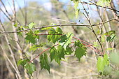 Wild vine (Vitis vinifera) running on a tree, Gard, France