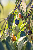 Fruits of European Hackberry (Celtis australis) 'Variegata', gard, France