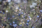 Blackthorn (Prunus spinosa) flowers in autumn, Gard, France