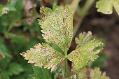 Lovage (Levisticum officinale) affected by Septoria leaf spot , Gers, France