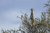Meerkat (Suricata suricatta) in alert standing on a shrub in Kgalagadi transfrontier park, South Africa