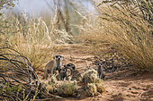 Meerkat (Suricata suricatta) famliy group bonding and playing in Kgalagadi transfrontier park, South Africa