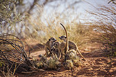 Meerkat (Suricata suricatta) famliy group bonding and playing in Kgalagadi transfrontier park, South Africa