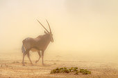 South African Oryx (Oryx gazella) walking in sand storm in Kgalagadi transfrontier park, South Africa