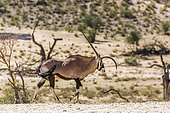 Oryx d'Afrique du Sud (Oryx gazella) à cornes difformes dans le parc transfrontalier de Kgalagadi, Afrique du Sud.