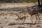 Springbok (Antidorcas marsupialis) mother an calf running in Kgalagari transfrontier park, South Africa