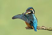 Kingfisher (Alcedo atthis) perched on a branch and preening, England
