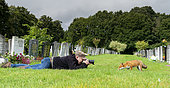 Frederic Desmette photographing a fox (Vulpes vulpes), England