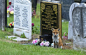 Red fox (Vulpes vulpes) sitting near a tombstone, England