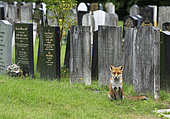 Red fox (Vulpes vulpes) sitting near a tombstone, England