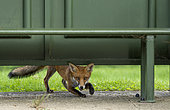 Red fox (Vulpes vulpes) under a bus shelter seat, England