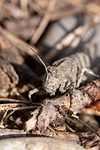 Portrait of Grasshopper (Oedipoda sp), Gard, France
