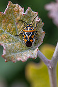 Shield Bug (Eurydema ornatum) on leaf, Gard, France