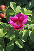 Rugosa rose (Rosa rugosa) flower, Cotes d'Armor, France