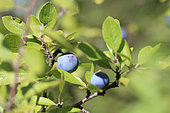 Blackthorn (Prunus spinosa) fruits, Gard, France