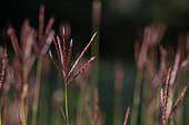 Turkestan beard Grass (Bothriochloa ischaemum), Gard, France