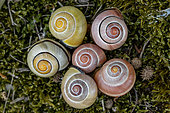 Grove snail (Cepaea nemoralis), polymorphism, Gers, France