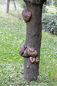 Loupes sur le tronc d'un prunier, Gers, France
