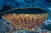 Barrel Sponge (Xestospongia testudinaria), with unusual shape, Gili Tepekong dive site, Candidasa, Bali, Indonesia